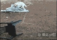 当二货萌宠被卡住时搞笑GIF(6)