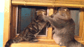 深井冰的喵星人搞笑GIF(6)