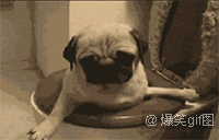 当二货萌宠被卡住时搞笑GIF(4)