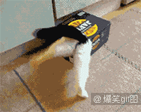 当二货萌宠被卡住时搞笑GIF