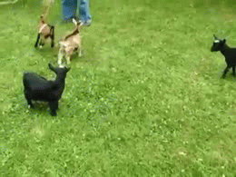 囧雷傻缺GIF图系列150(14)