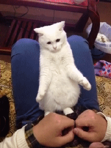 囧雷傻缺GIF图系列150(12)