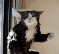 囧雷傻缺GIF图系列150(3)