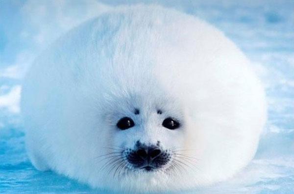 史上最治愈系写真《北极·南极的微笑》走红(9)