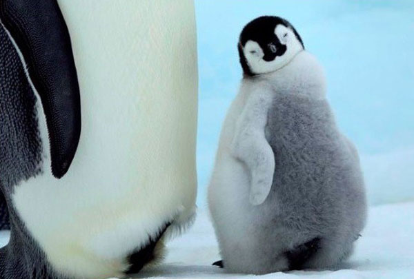 史上最治愈系写真《北极·南极的微笑》走红(6)