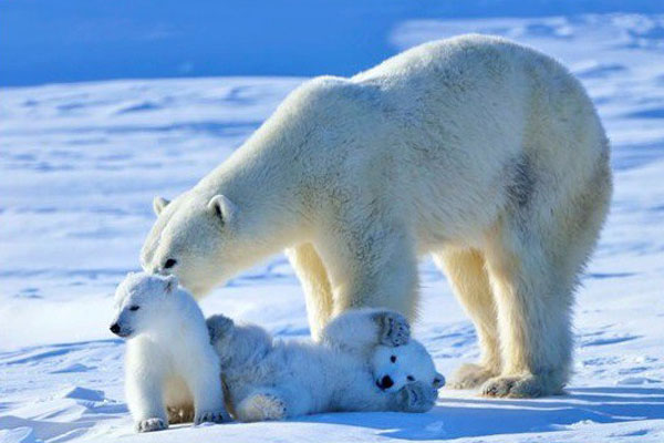 史上最治愈系写真《北极·南极的微笑》走红(5)