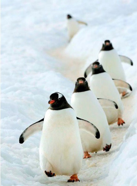 史上最治愈系写真《北极·南极的微笑》走红(2)