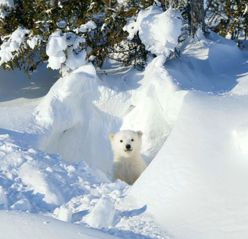 史上最治愈系写真《北极·南极的微笑》走红(8)