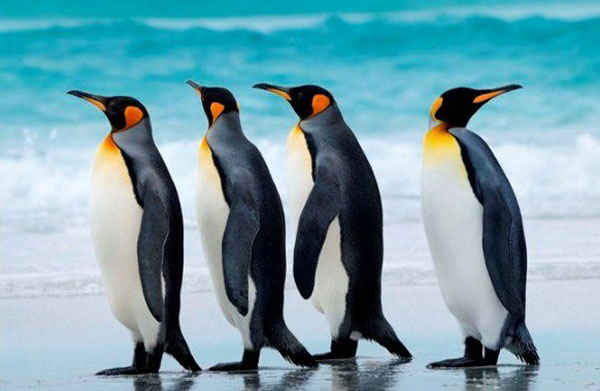 史上最治愈系写真《北极·南极的微笑》走红(4)