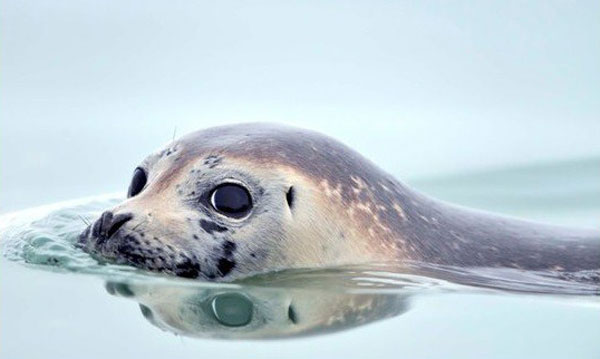 史上最治愈系写真《北极·南极的微笑》走红(3)