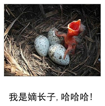 微博恶搞日式冷吐槽第六十六弹(13)