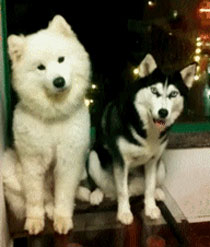 囧雷傻缺GIF图系列130