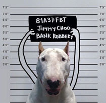 牛头梗Jimmy72变搞笑图集