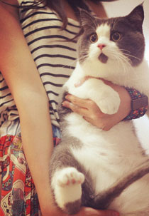 OMG猫搞笑图集赏