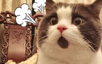 OMG猫搞笑图集赏