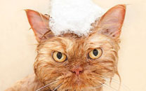 土耳其波斯猫愤怒眼神摆臭脸图集