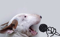 牛头梗Jimmy72变搞笑图集