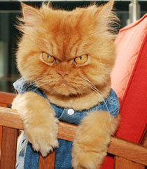 土耳其波斯猫愤怒眼神摆臭脸图集