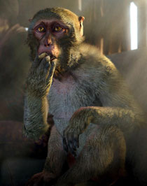 《孤岛惊魂4》首批精美高清截图