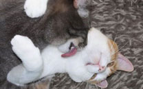 那些神一样的配文搞笑图片