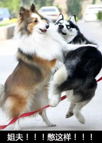 那些神一样的配文搞笑图片