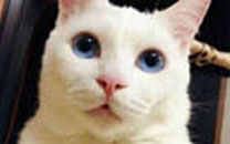 当动物们使用美颜相机之后搞笑图片