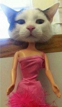 上班族各单位从业者表情萌宠版搞笑图片