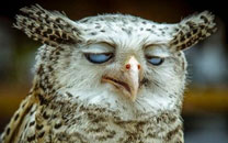 全球趣图精选第58弹