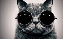 上班族各单位从业者表情萌宠版搞笑图片