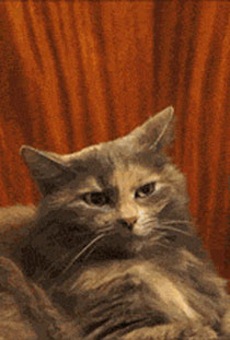 被其它萌宠调戏的喵星人搞笑GIF