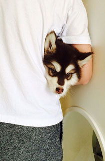 王思聪爱犬王可可是个碧池图集