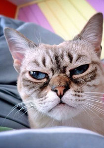 “不耐烦猫”酸菜搞笑图赏