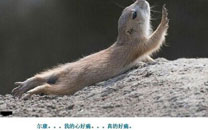 那些神一样的配文搞笑图片2