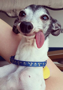 吐舌汪星人Zappa呆萌图赏