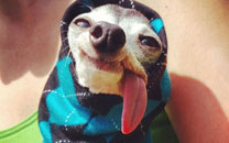 吐舌汪星人Zappa呆萌图赏