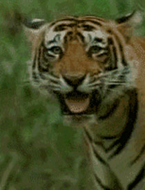 逗比萌宠之百兽之王老虎搞笑GIF