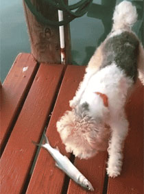 动物们被吓尿后的爆笑反应GIF