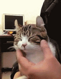 逗比萌宠和二货主人日常搞笑GIF