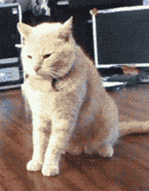 男人婚后的生活日常搞笑GIF