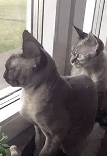 深井冰的喵星人搞笑GIF