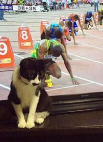 微博恶搞日式冷吐槽第五十九弹