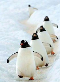 史上最治愈系写真《北极·南极的微笑》走红