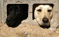 微博恶搞日式冷吐槽第六十六弹